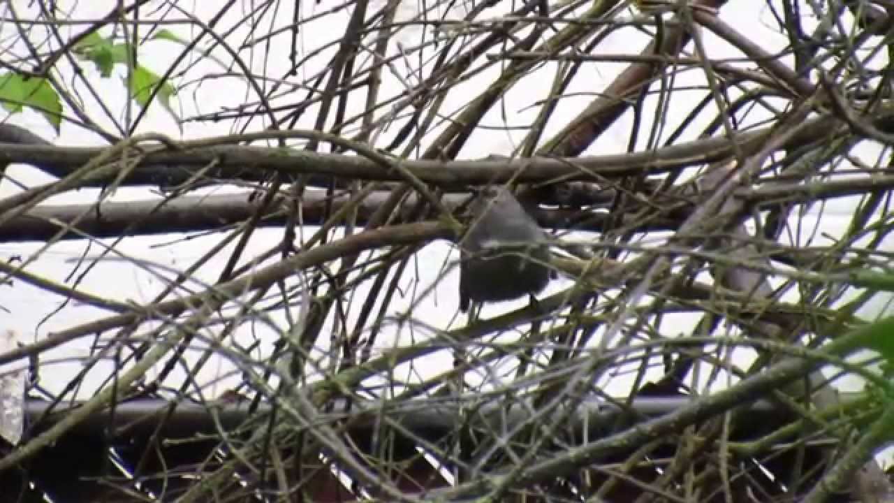 Gray Catbird in Macon, Georgia 