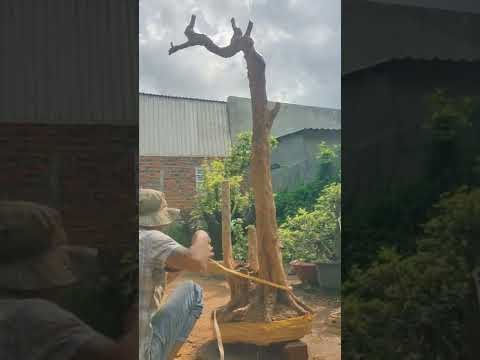 Video cây cảnh hồng quân giao lưu với tất cả ae số cây 162... - youtube