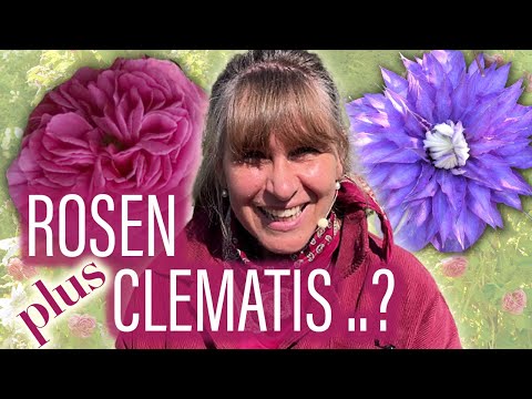 Video: Clematis-Sorten - Straucharten und Kletterreben