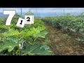 いちじく 7月管理・作業