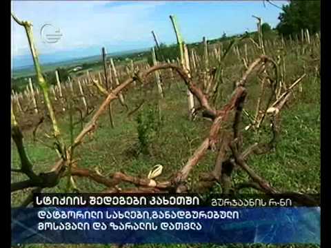 განადგურებული მოსავალი ვეჯინში, კოლაგში...