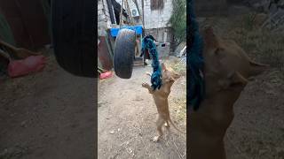 Pitbull 😈 Profile