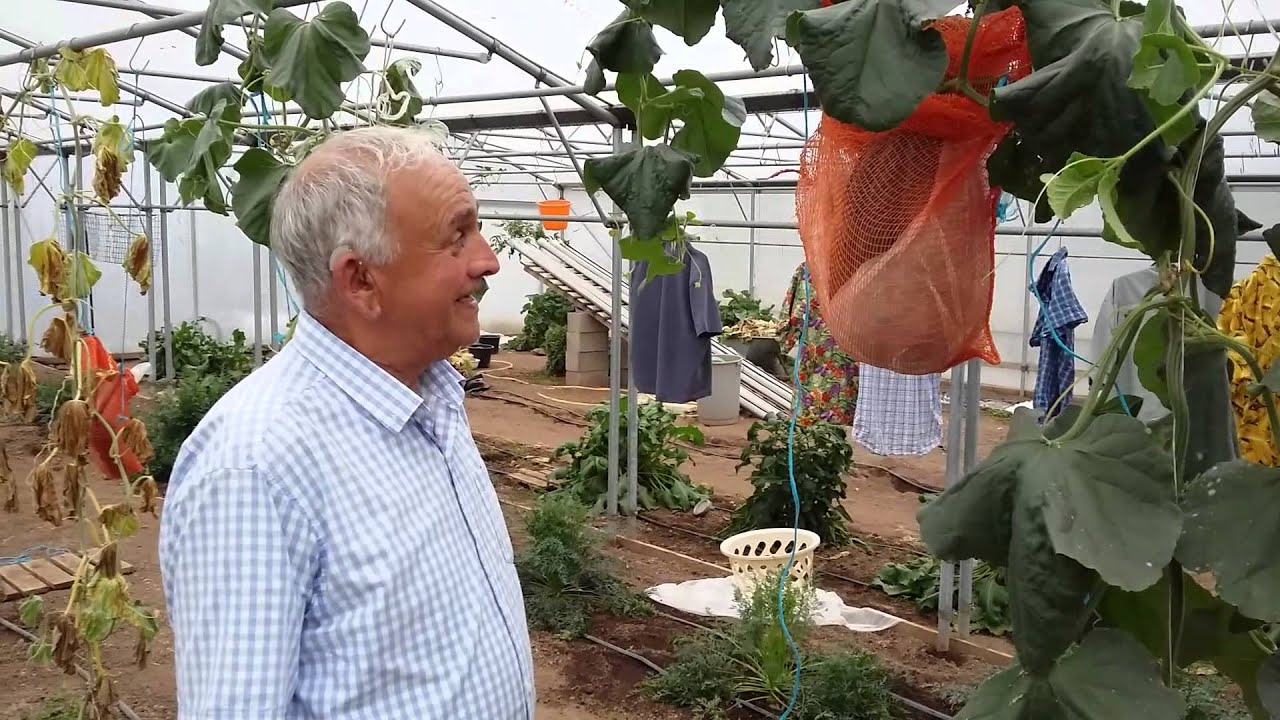 Giant Veg: How to grow a melon 