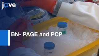 BN- PAGE and PCP for Resolving Affinity Purified Protein Complexes | Protocol Preview