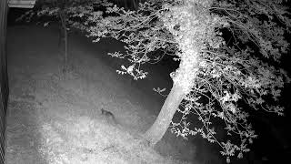 Night Wildlife in the Backyard 🌙 Marten, Fox &amp; Edible Dormouse Family #wildlife #nature #night