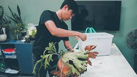 CÁCH GHÉP CÂY Ổ RỒNG ĐƠN GIẢN TRỒNG TRONG VĂN PHÒNG