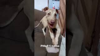 Pitbull 5 Meses