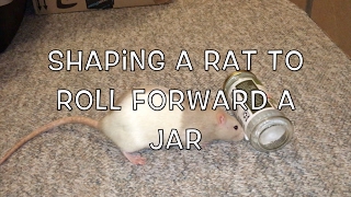 Clicker-Training: Shaping A Rat To Roll (Push) Forward A Jar
