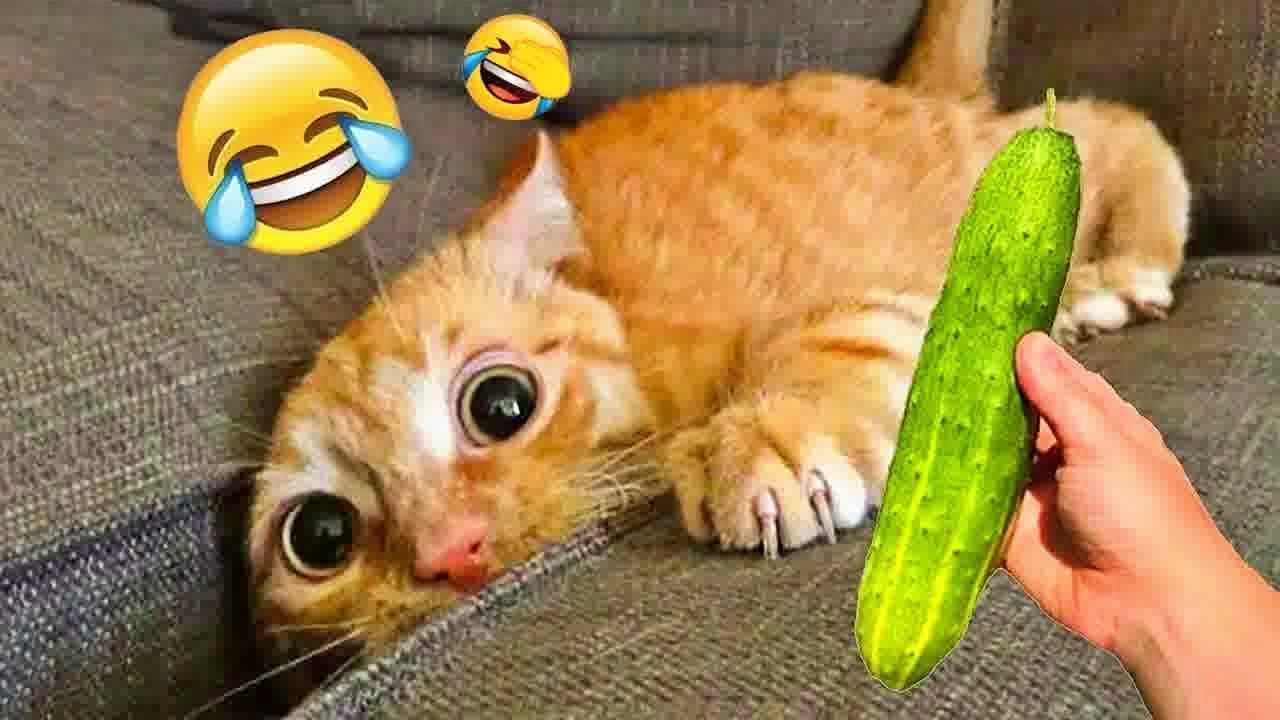 Funniest Animals 2024 😂 Best Funny Cats and Dogs Videos😻🐶Ep.10