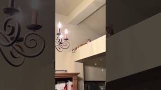 The King does what he wants 👑😺 #cat #cats #kitten #kittens @starlatheragdoll