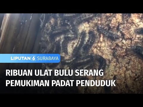 Serangan Ulat Bulu Membuat Warga Resah 