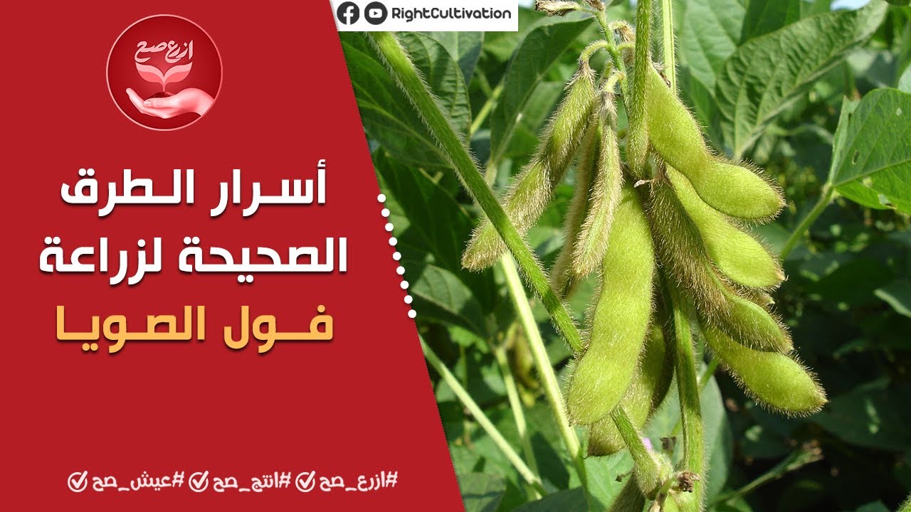 المدارس الحقلية| زراعة محصول فول الصويا