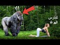 مافعله غوريلا بهذه سائحة المتهورة في الغابة لايخطر على البال