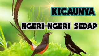 Burung murai batu burung kacer Masteran burung kicau mania isian suara kicaunya -kicau burung