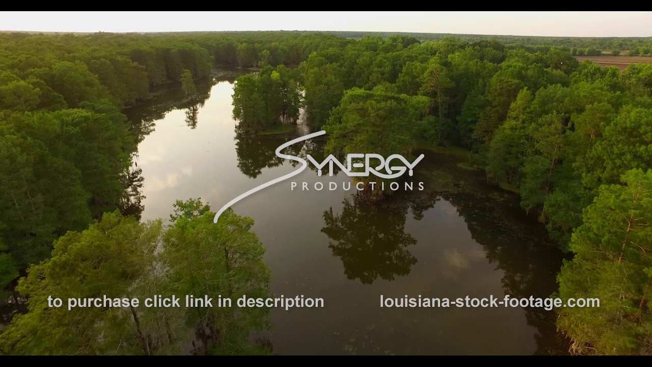 1137 epic louisiana swamp aerial drone stock footage video YouTube