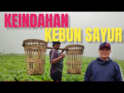 Video: Kebun Sayur Hias