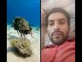 gaint fish eating little acotopus #viral #ytshorts
