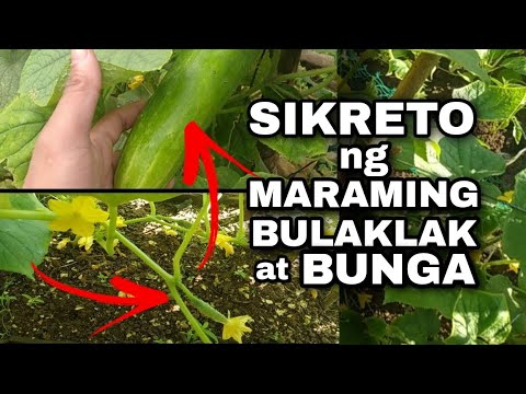 Video: Paano Pakainin Ang Mga Namumulaklak Na Pipino?