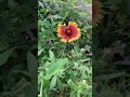 Blanketflower 🌻