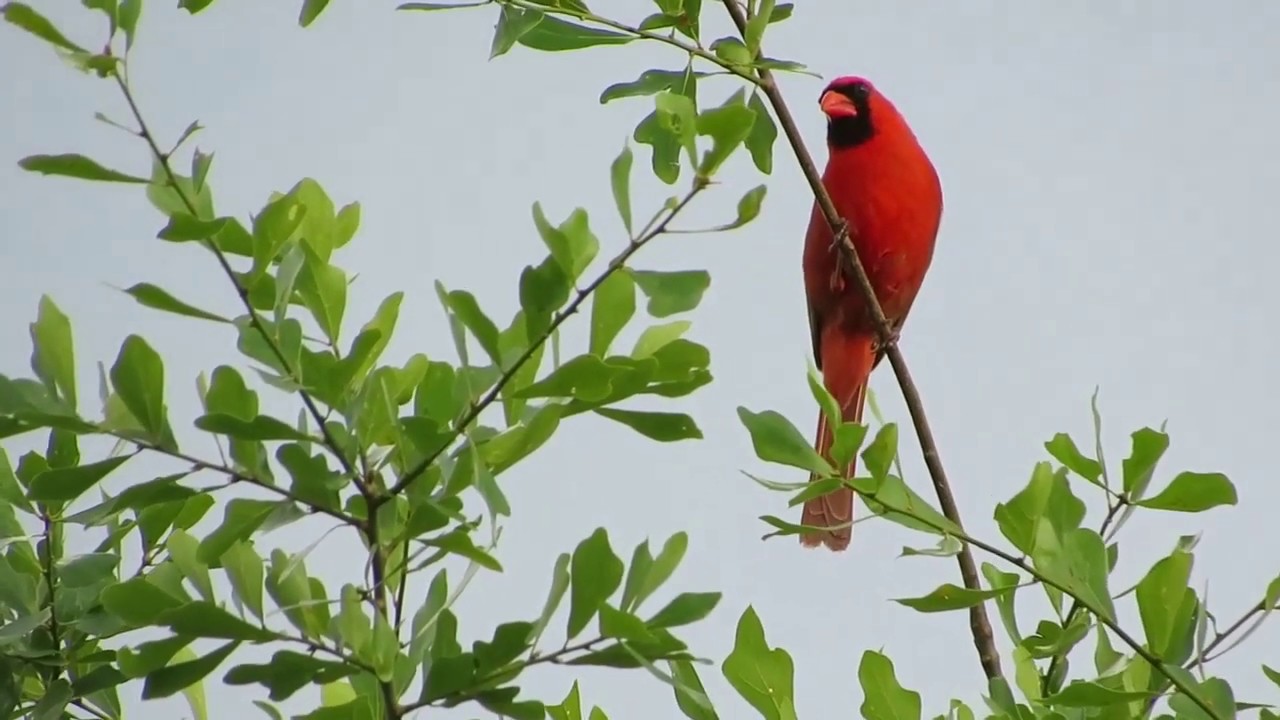 Beautiful red bird --- Northern Cardinal