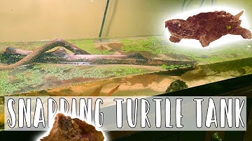 Baby Alligator Snapping Turtle Naturalistic Setup