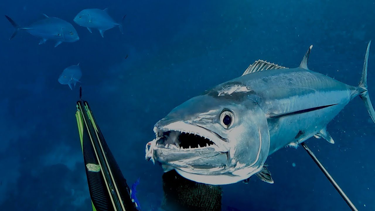 Berburu Kawanan Ikan Bobara Dan Ikan Tuna Gigi Anjing