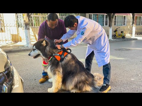 替大王洗一场美容澡，带着帅气的模样去打疫苗 Take a bath for Dawang and get vaccinated with a handsome face