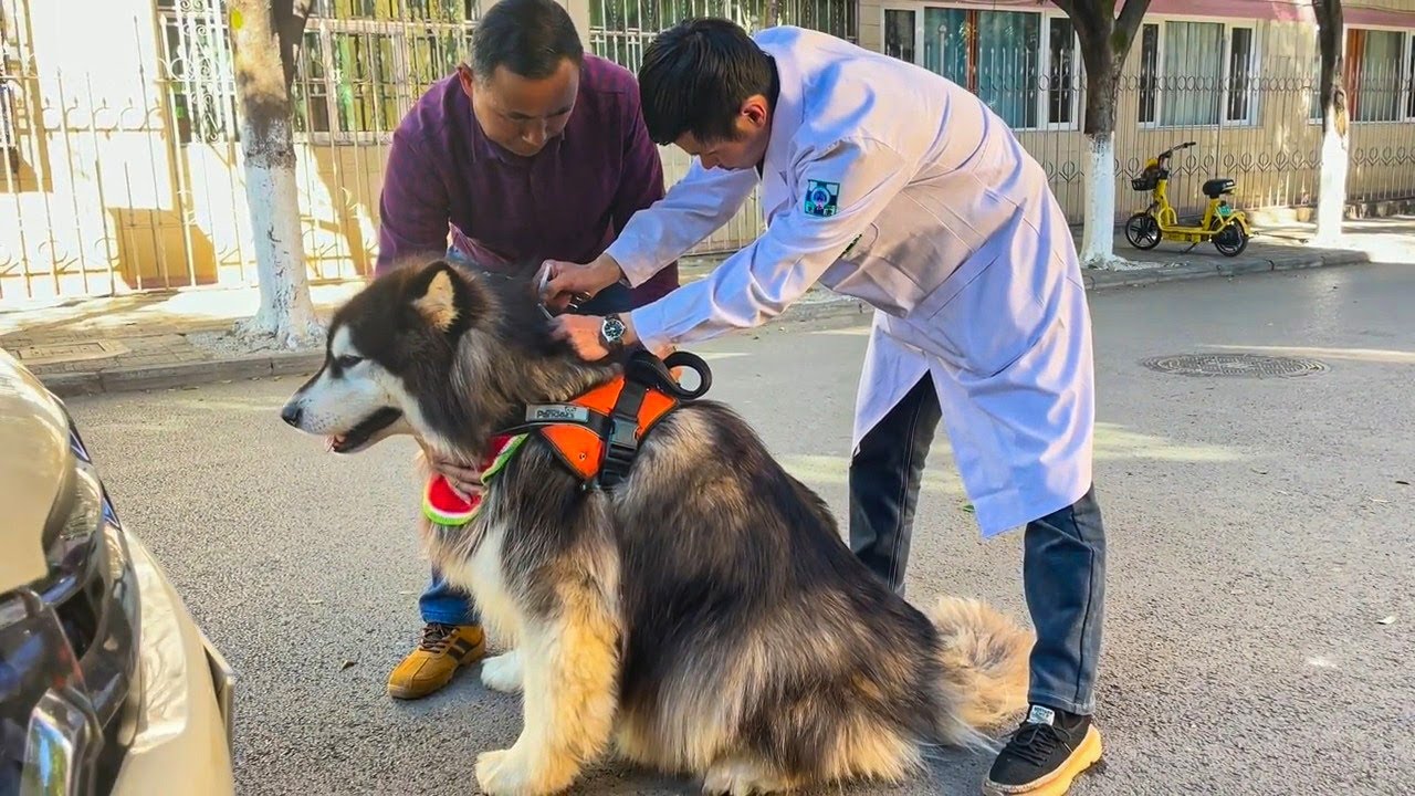 替大王洗一场美容澡，带着帅气的模样去打疫苗 Take a bath for Dawang and get vaccinated with a handsome face