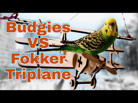 Budgies vs Fokker Triplane / Волнистые попугайчики против триплана Фоккер