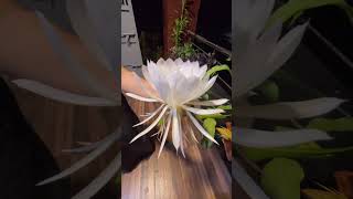 Download Lagu Mahamurtujay mantra #plants #flowers MP3
