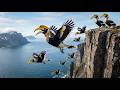 Bird That Locks Herself Inside a Tree for 130 Days | Great Hornbill Life Cycle