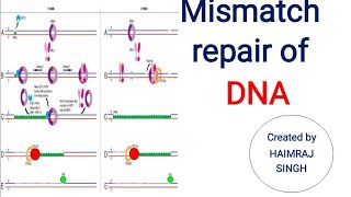 MISMATCH REPAIR OF DNA mechanism  WITH ANIMATION