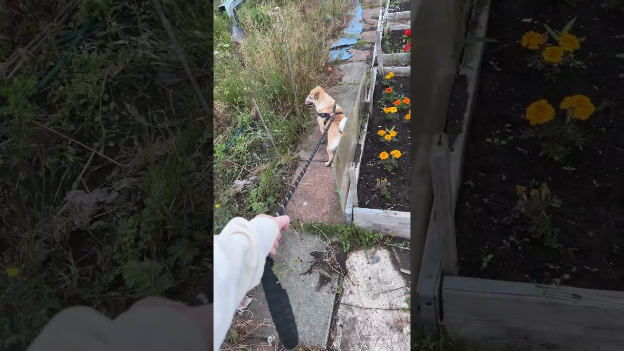 Mini allotment update 