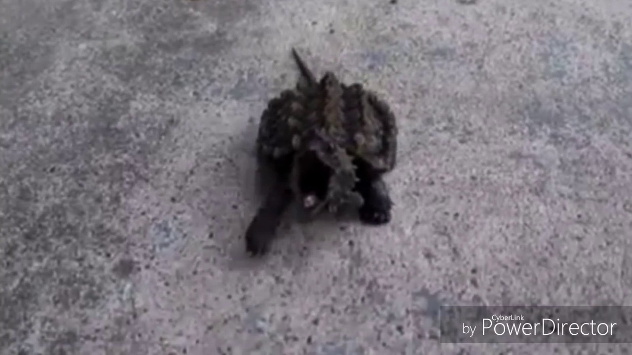 Turtle Charge Baby Alligator Snapping Turtle Charges at me - YouTube