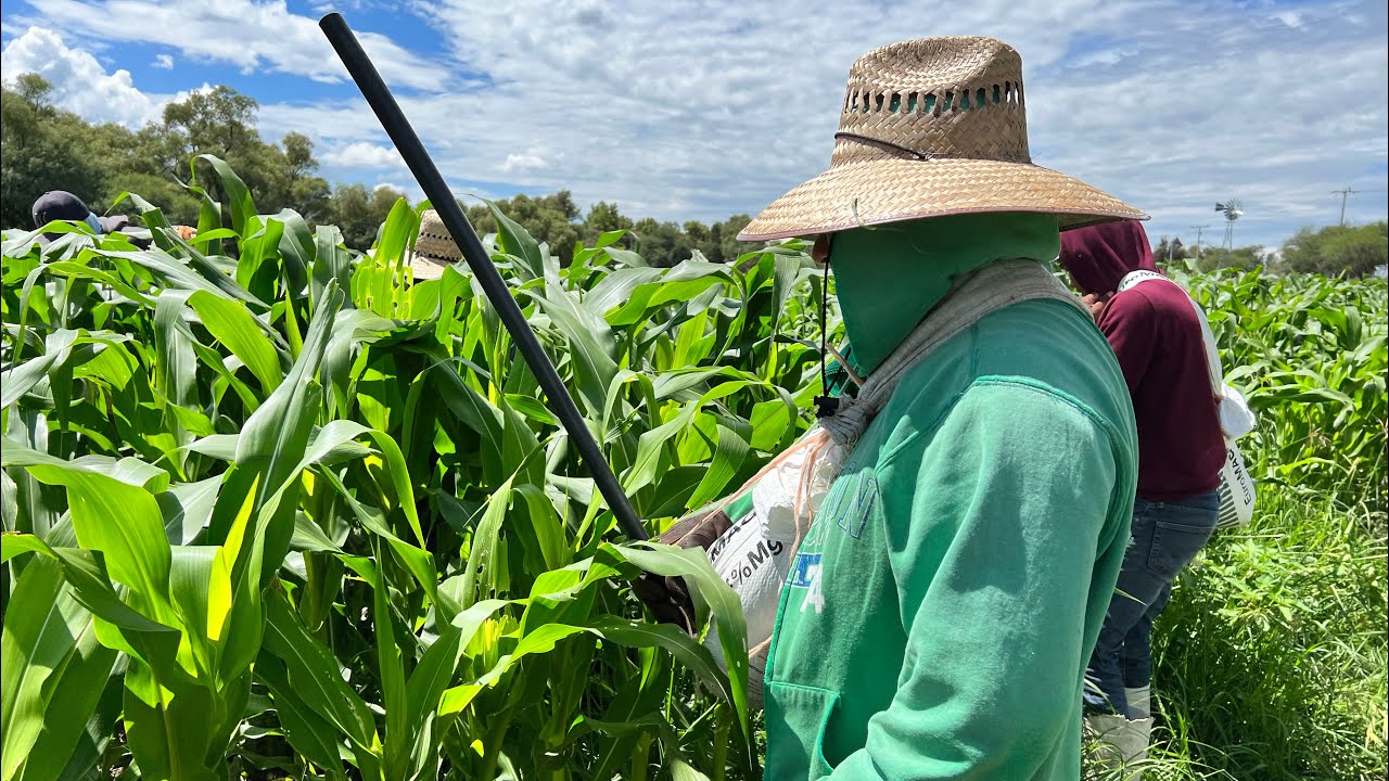 Fertilizando la milpa (trabajo de campo)