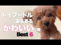暮らして分かったトイプードルよくある行動 ベスト6