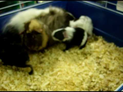 petco hours Two By Two