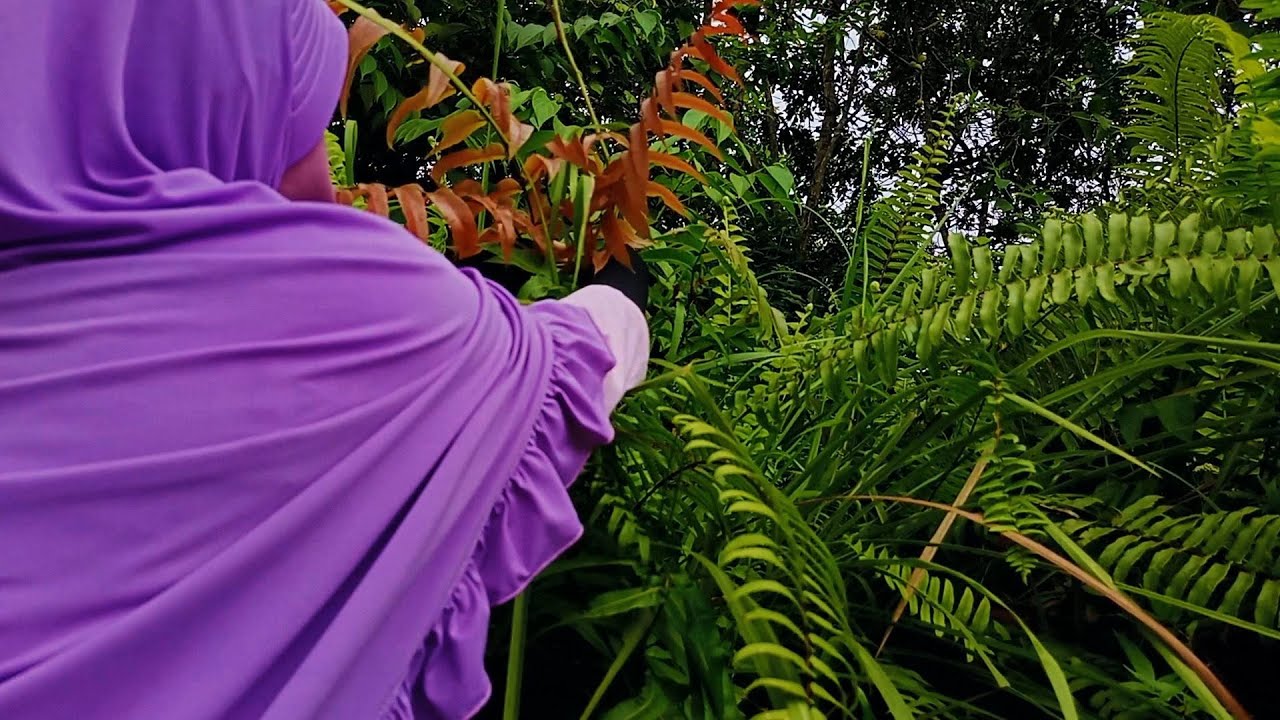 Berburu pakis Merah dipinggiran hutan |Tumis pakis merah dan udang | hidup di desa