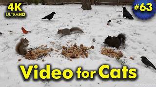 Starting Spring with... Snow?! | Video for Cats to Watch | Video 63