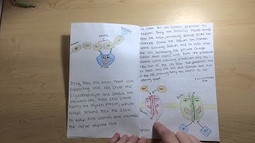 The Propagation of an Action Potential Down the Axon of a Neuron