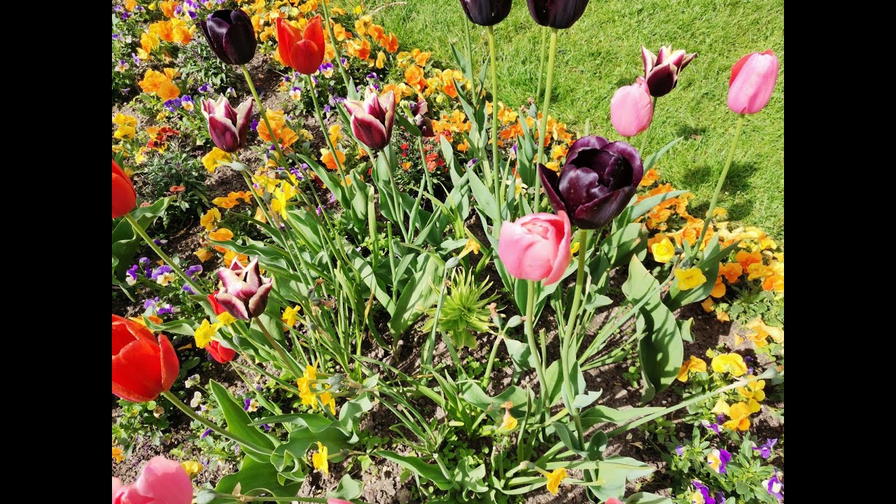 Roy Black Tulpen aus Amsterdam (Britzer Garten) YouTube