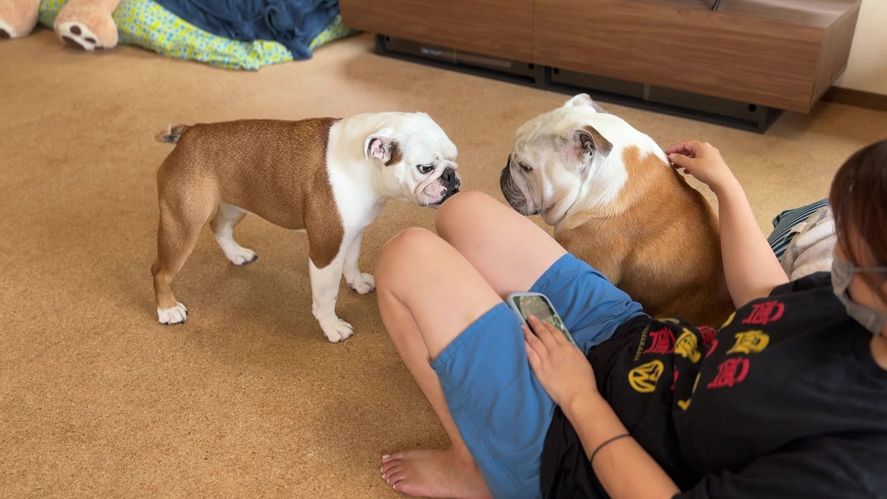 動く気配が一切ない兄＆ママを全力で遊びに誘うブルドッグのまるこ！