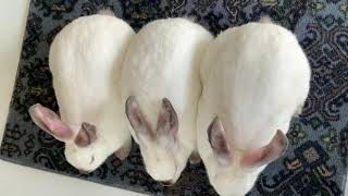 RESERVE GRAND CHAMPION RABBIT MEAT PEN