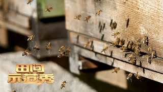 古法养蜂，求蜜有道！用这些方法改造蜂箱，弱蜂马上变强蜂！丨「田间示范秀」20220428