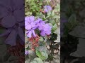 My Little Paradise 🌿 | Morning Garden Tour #shorts