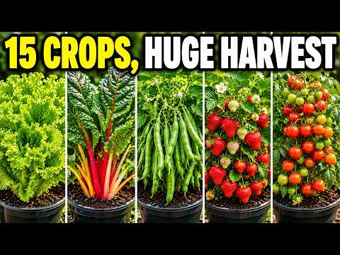 Plant These Right Now: 15 Crops That Give the Most Food per Gallon of Soil