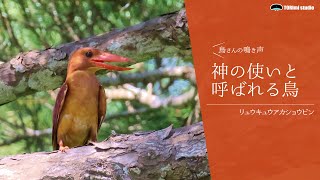 Bird is called “a divine messenger” in Okinawa | Bird Song