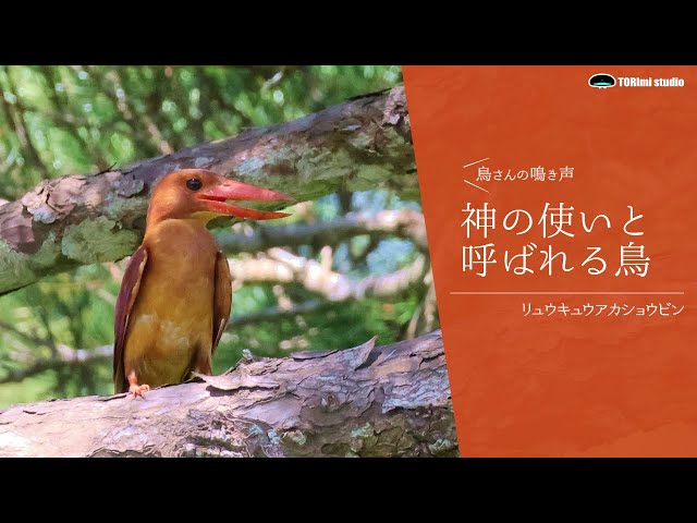 Bird is called “a divine messenger” in Okinawa | Bird Song