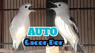 Jalak Kapas Gacor Full isian Buat Pancingan Jalak Kapas bisu