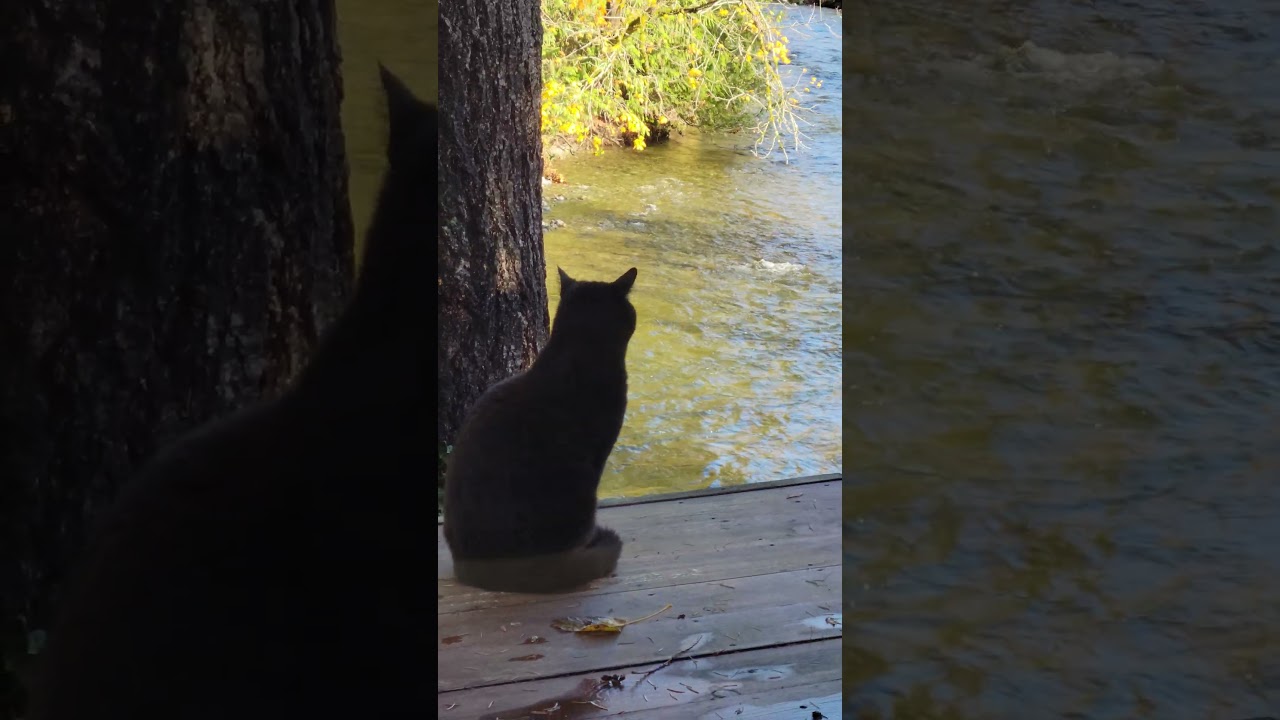 Casper enjoying the river view. 